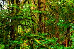 Rain forest-7261